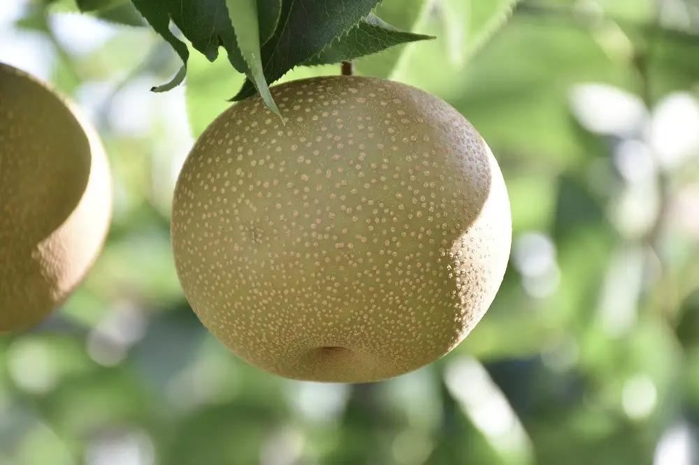 梨 【2026年予約受付】金沢梨 5kg JA金沢市