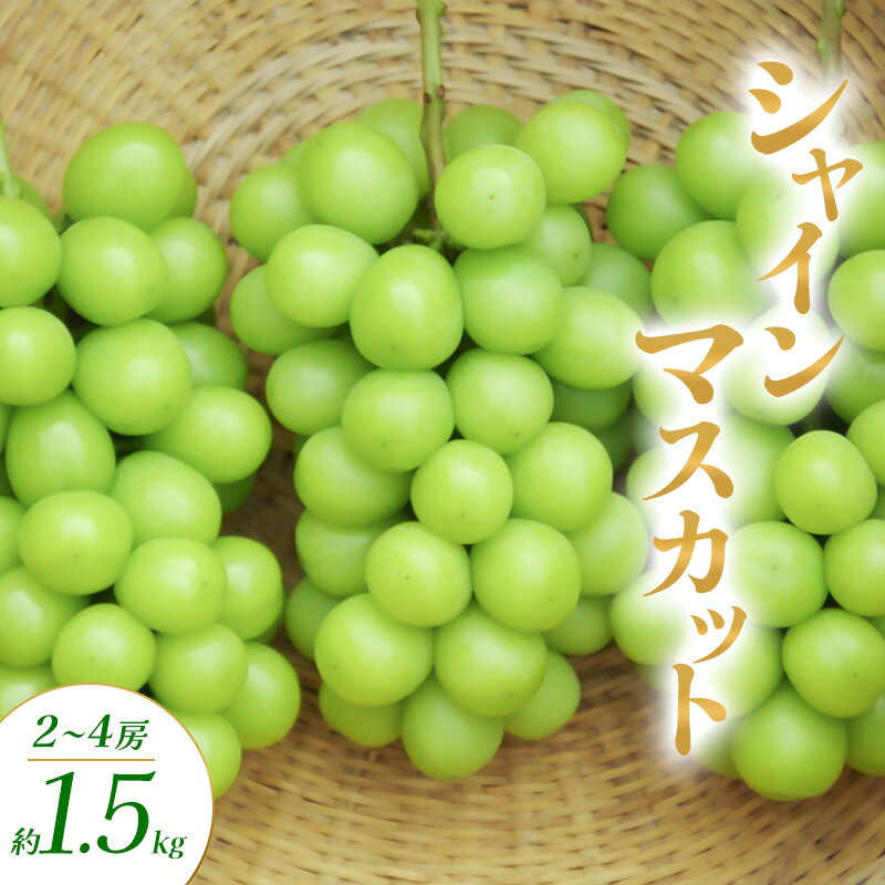 【ふるさと納税】【2026年発送】シャインマスカット 選べる容量 1kg 1.5kg 2kg 3kg ぶどう ブドウ 葡萄 マスカット 果物 フルーツ 長野県 長野 山ノ内町　お届け：2026年10月上旬～11月中旬