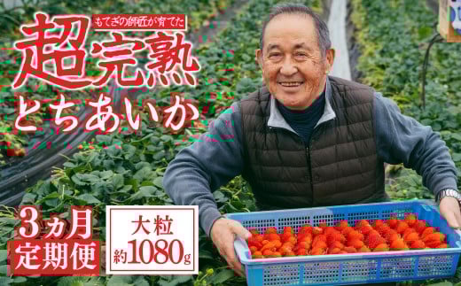 【先行受付：1月中旬以降発送】＜3回定期便＞いちご「茂木完熟いちご」師匠が育てた朝採れとちあいか 大粒  約270g × 4パック 合計約1080g | いちご イチゴ 苺 とちあいか 完熟 果物 甘い あまい フルーツ くだもの 旬 産地直送 栃木県産 関いちご園 栃木県 茂木町