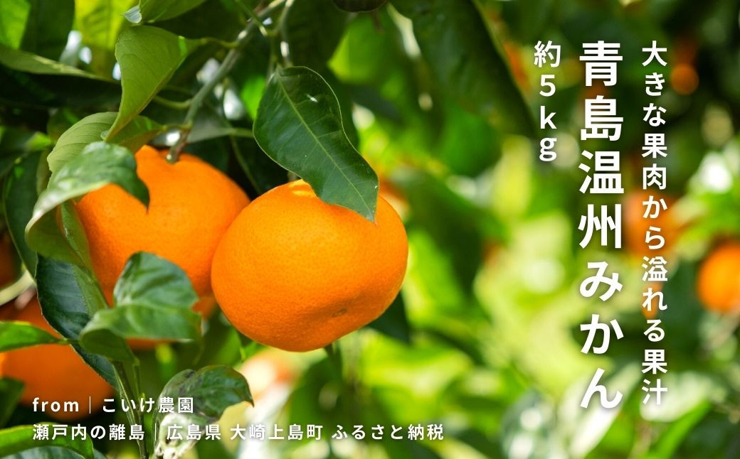 
            青島温州みかん 約5kg 1月下旬頃発送予定 こいけ農園 広島県 大崎上島町 瀬戸内 離島 濃厚 果物 フルーツ 柑橘 みかん 送料無料 産地直送
          
