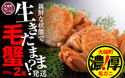 【令和9年発送先行予約】三陸産！活毛ガニ 300g相当×2杯【08】【2027年2月～4月発送】