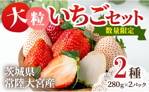 
                  ＜先行予約受付中！2027年1月中旬以降順次発送予定＞ 大粒いちごセット 280g×2パック 送料無料 イチゴ 苺フルーツ 果物 くだもの デザート  期間限定 先行予約 茨城県 常陸大宮市 【つづく農園】【ho1573】
                