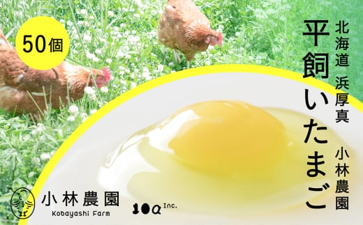 【常温配送】こだわりの無投薬･平飼い有精卵 50個《厚真町》【テンアール株式会社】 たまご 卵 鶏卵 玉子 生卵 平飼い 北海道 [AXAN120]