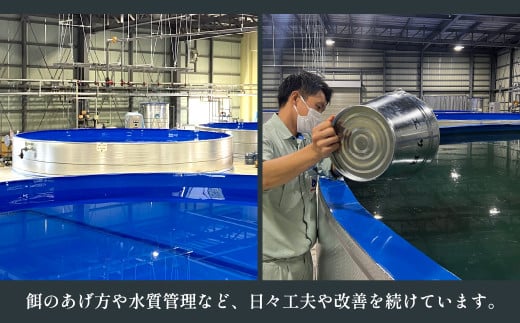 武州うなぎ 国産うなぎ蒲焼きざみ 冷凍真空パック（50g×5袋）【埼玉県 東松山市 母の日 鰻 父の日ウナギ 誕生日プレゼント 鰻の蒲焼き 特選品 美味しいお取り寄せ 贈り物 グルメ 旬 おすすめ 国