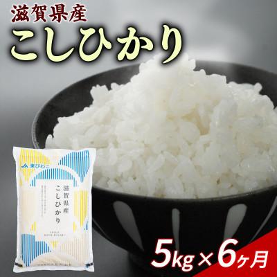 ふるさと納税 彦根市 【毎月定期便】こしひかり 5kg 【滋賀でとれたお米、近江米!】全6回