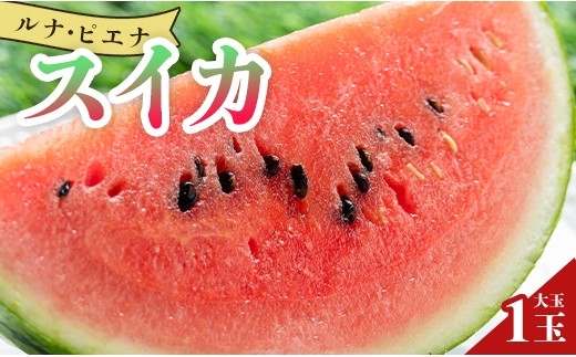 
                   大玉スイカ 1玉 定期便 先行予約 大玉 【5月下旬より順次配送】【ブランドスイカ】 ルナ・ピエナスイカ 高糖度 大玉 スイカ 西瓜 甘い おおだま 人気 スイカ2027 〈ざわつく！金曜日〉で話題！ ルナピエナ スイカ お玉 贈り物 プレゼント 大だま のし 果物 フルーツ大好き 1万円以上 10000円以上 すいか 果実 【すいか 大玉】 Tyu-0082
                