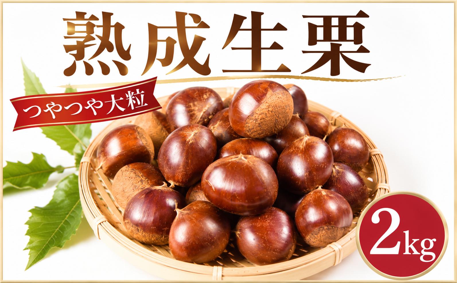 
                  【先行予約】栗 くり 約2kg 3L 国産 生栗 2026年度産 大粒 つやつや 秋 旬 味覚 生栗 生ぐり なまぐり 和栗 わぐり 先行受付 秋の味覚 マロン 生くり 甘栗 焼き栗 ゆでぐり 料理 和菓子 炊き込みごはん ごはん 秋 味覚 お正月 数量限定 令和8年度産 R8年度産 茨城県産 関東 茨城 筑西 
                