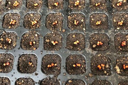 【定期便3回】ざっこくごはんのもと3袋セット