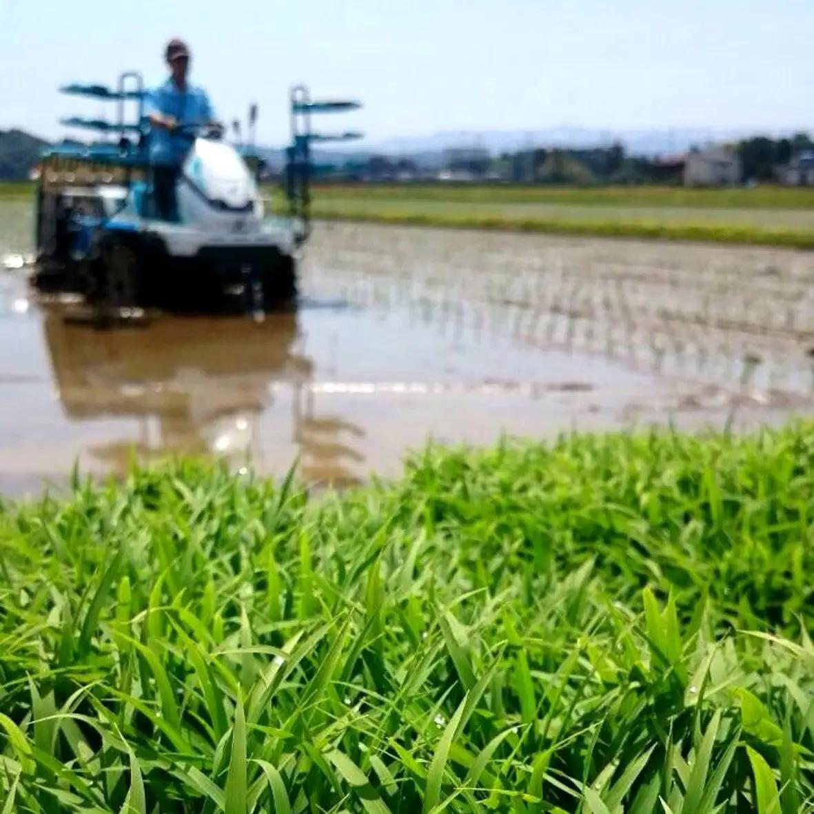 【令和8年産新米】 新潟県産「新之助」 白米 27kg（9kg×3袋） 家庭用クラフト袋入 阿賀野市産 中島農場 新潟県 精米 米 こめ コメ お米 ごはん ご飯 農家直送 色彩選別済 新米 新米予約