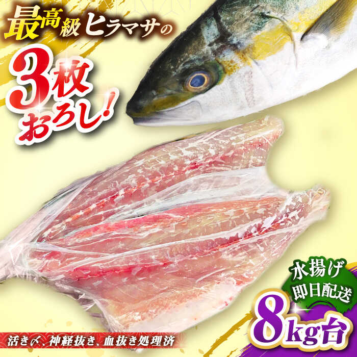 【ふるさと納税】壱岐島産天然ヒラマサ（8キロ台・三枚おろし） 《壱岐市》【壱岐島　玄海屋】[JBS081] ヒラマサ 魚 刺身 煮物 カルパッチョ お寿司 120000 120000円 12万円 のし プレゼント ギフト