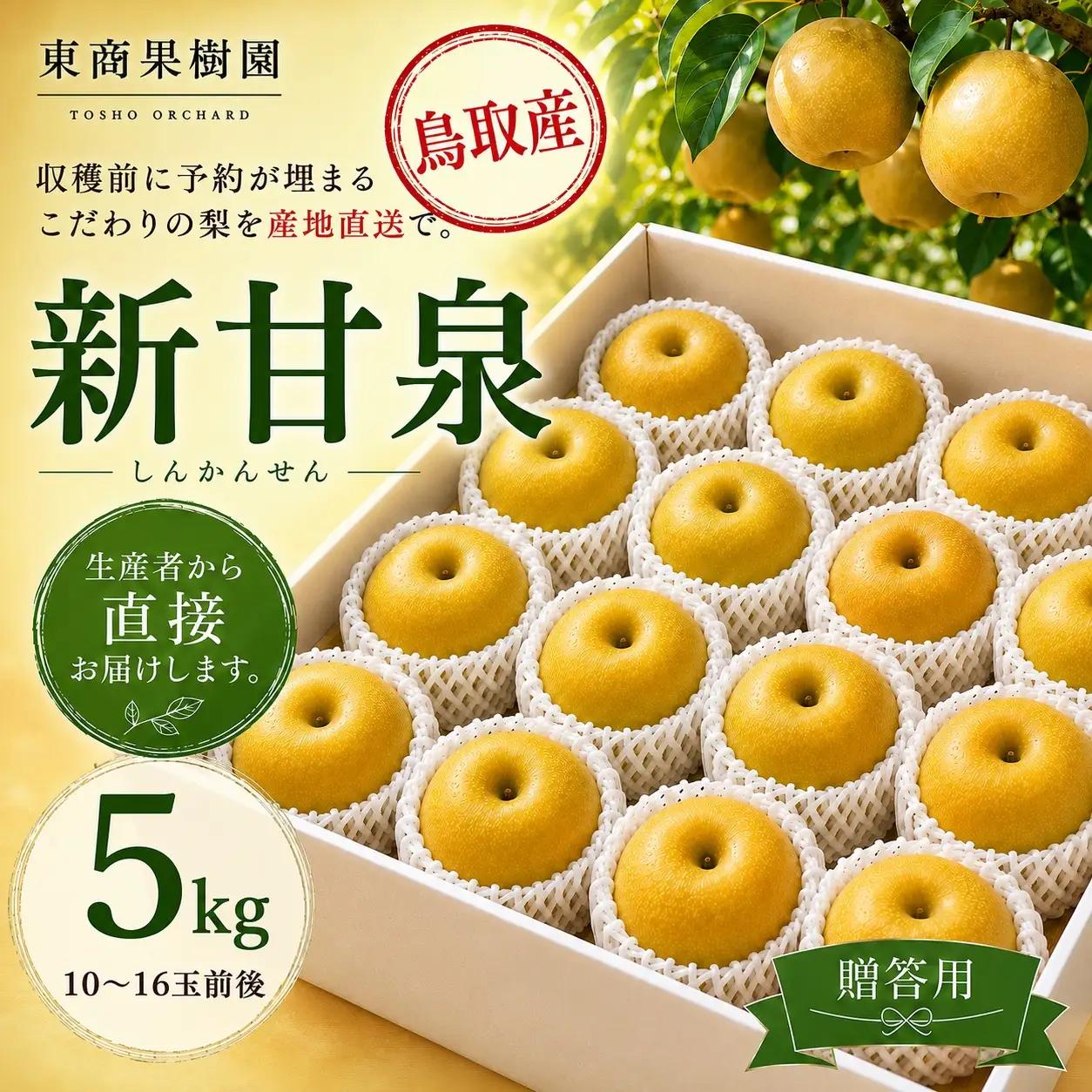 【期間限定】 梨 なし 新甘泉 5kg 10～16玉 2026年8月下旬～9月上旬頃順次発送 しんかんせん 果物 くだもの フルーツ 甘い ブランド 鳥取県 名産 特産品 先行予約 東商果樹園 直送 新鮮 人気 定番 おすすめ 送料無料 進物  贈答 361M