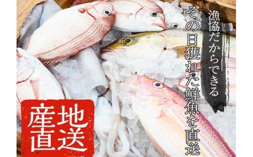 朝獲れ鮮魚の詰め合わせセット！鹿児島県いちき串木野より海鮮を産地直送【えびす市場】【A-1769H】