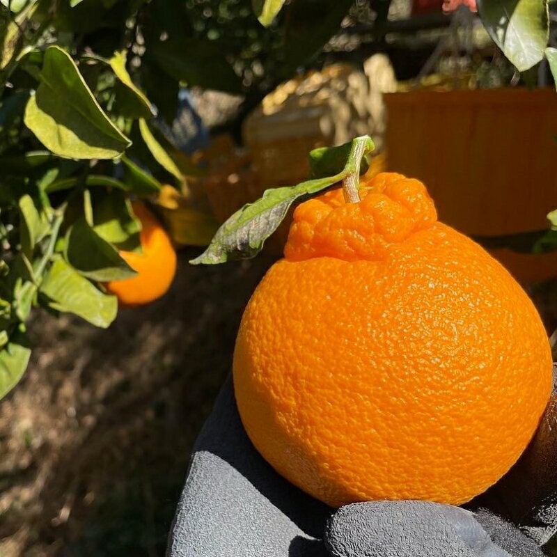 【ふるさと納税】【期間限定・1/31まで】不知火1kgとドライフルーツのセット ※3月以降順次発送予定※ / 和歌山県 しらぬい フルーツ 果物 柑橘 田辺市 イチジク いちじく 無花果