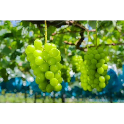 冬に食べる貴重なシャインマスカット2房約1.1kg以上【配送不可地域：離島】