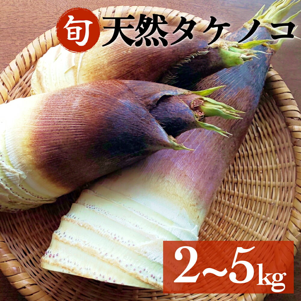 【ふるさと納税】富山県産 朝掘り 天然 タケノコ キロ数が 選べる 2kg / 3kg / 5kg 採れたて発送 ＜農薬・化学肥料・除草剤不使用＞ 富山県 氷見市 筍 たけのこ 竹の子 産地直送