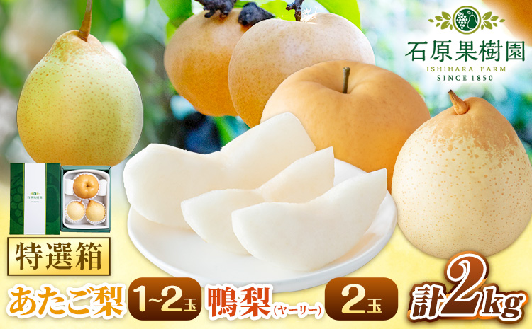 【2026年先行予約】梨 なし 2kg 梨 あたご梨 1玉 2玉 鴨梨 2玉 特選箱 石原果樹園 くだもの フルーツ 《2026年11月中旬-12月下旬頃より発送予定》岡山県 浅口市 岡山県産 果物 フルーツ 梨 詰め合わせ 贈答用