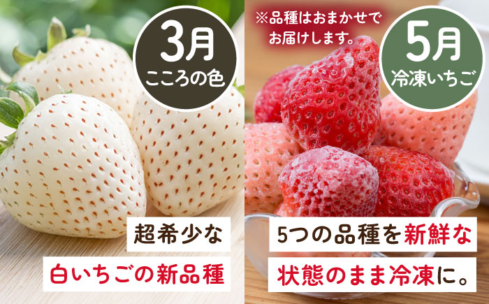 【2026年発送分 先行予約】【全4回定期便】岸川農園 超希少品種入り赤白いちご（淡雪・さがほのか・こころの色・冷凍いちご） /  佐賀県 / 岸川農園 [41ASAG008]