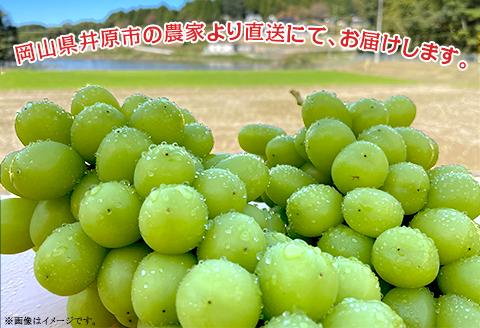 【訳あり】シャインマスカット3房（2.0kg以上）【2025年10月中旬～11月上旬発送予定】（星のさと・ぶどう工房）