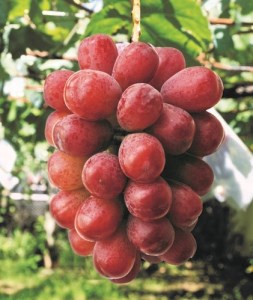 【2025年発送分】植原葡萄研究所の新品種詰め合せ