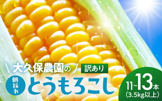 ＜先行予約＞ 朝採り とうもろこし 訳ありも選べる 11本～13本 (3.5kg以上) 訳あり とうもろこし 冷蔵 糖度 フルーツ くらい 甘い 田原市 トウモロコシ コーン おやつ スイーツ コーンスープ にも 事前予約 旬 夏 初夏 野菜 やさい