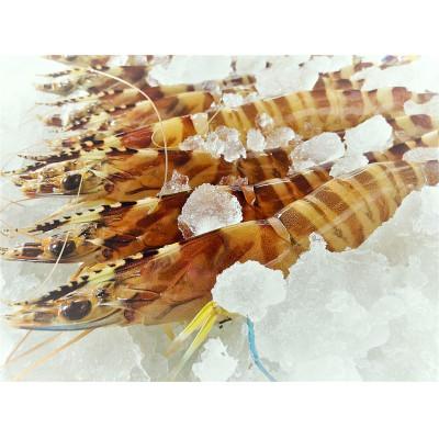 ふるさと納税 上天草市 天草産 活〆冷凍 車海老　2L 250g×2パック(合計12〜14尾) 【フジオカ】