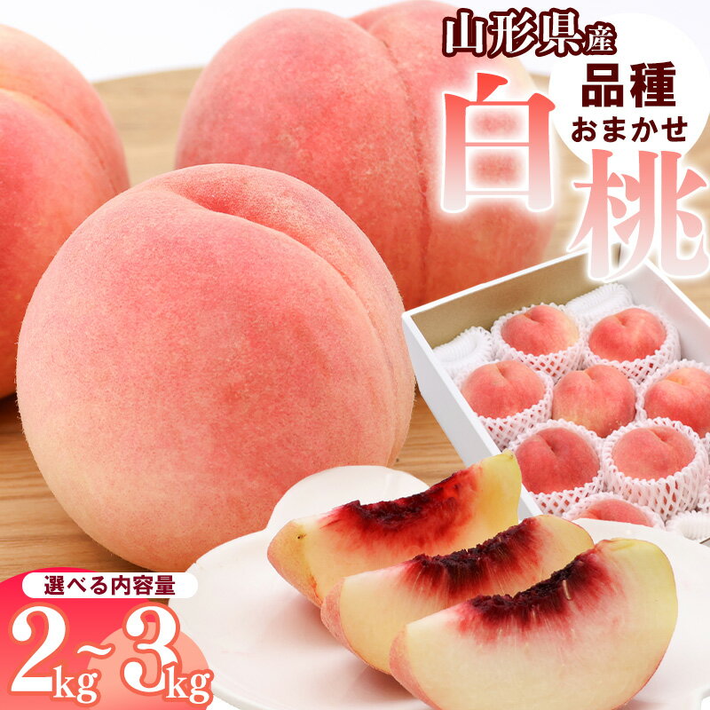 【ふるさと納税】選べる！山形県産 白桃 2kg 〜 3kg品種おまかせ 秀品 【2025年8月上旬頃〜9月下旬頃発送予定】／ 果物 フルーツ 果実 産地直送 新鮮 夏 お取り寄せ ご当地 ピーチ 果汁 3キロ 2キロ 10000円 JA 2025年産 令和7年産 もも