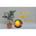 【ふるさと納税】苗木 レモンの木鉢植え テラコッタ鉢 30cm 配送不可 北海道 沖縄 離島　【 苗木 れもん 檸檬 Lemon 観葉植物 ガーデニング 花 実 香り 箱から出してそのまま設置するだけ 】