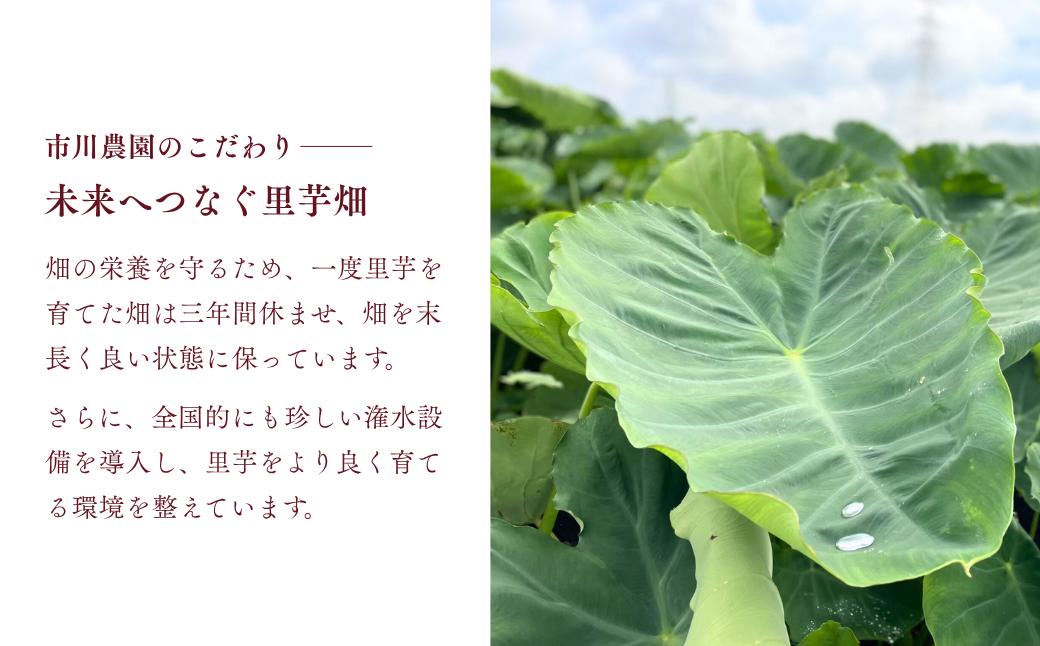 里芋 堀兼の里芋(贈答用)  2.5㎏ | さといも 里いも 里芋 サトイモ 土付 野菜 旬 新鮮 期間限定 季節限定 根菜類 根菜 煮物 芋煮 コロッケ 味噌汁 みそ汁 おでん 産地直送 市川農園 