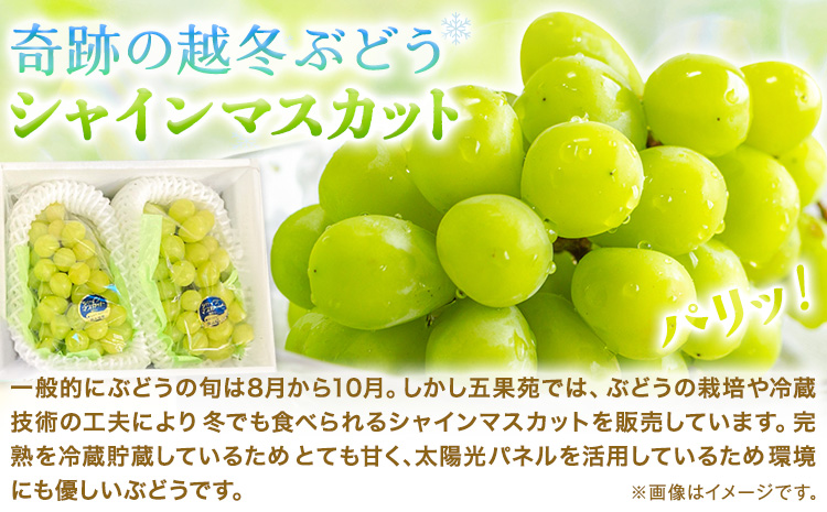 奇跡の越冬ぶどう シャインマスカット 2房 (1房600g以上) 五果苑《2025年11月上旬-2026年3月末頃出荷》越冬ぶどう フルーツ 果物 岡山県 浅口市 送料無料 【配送不可地域あり】（北海
