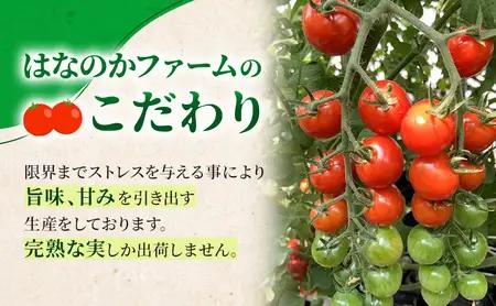 高糖度「ほれトマト」2kg　極上 ミニトマト 糖度10度以上 | トマト とまと ミニトマト フルーツトマト 野菜 やさい 人気 新鮮 産地直送 甘い 高糖度 完熟 ジューシー 食べやすい ※2026