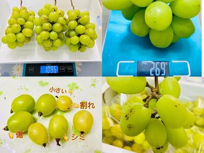 ぶどう 2025年 先行予約 訳あり シャインマスカット 約1kg  岡山 国産 果物 フルーツ シャイン マスカット 2025年7月中旬から発送