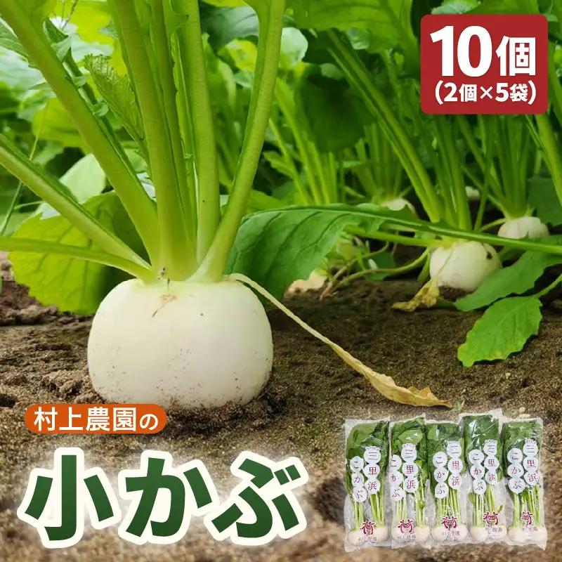 先行予約 村上農園産 小かぶ5パック入り (2玉×5袋) 計10個 2026年10月中旬以降順次発送予定 野菜 かぶ 新鮮 [A-16517]