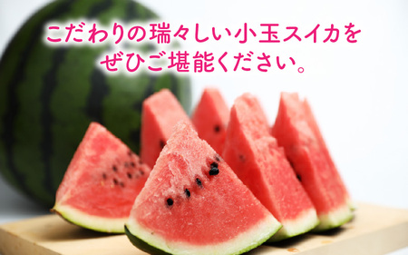 【先行予約】【訳あり】小玉すいか 2玉 坂井市産【2026年7月以降順次発送予定】 [A-3222]