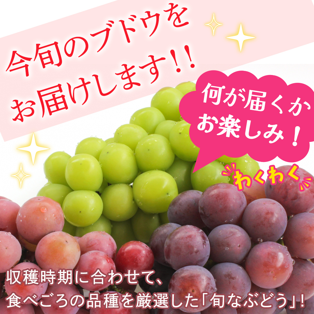 旬なぶどう 品種おまかせ 約5kg(約8～12房)【2026年8月より発
