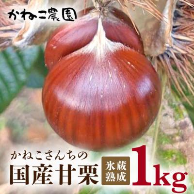 ふるさと納税 笠間市 【2026年秋　先行予約】かねこ農園・氷蔵熟成「かねこさんちの国産甘栗」1kg