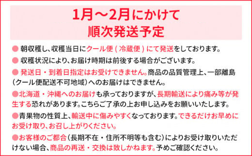 【先行予約】＜2027年1月～2月頃発送予定＞あまおうプレミアム BD02