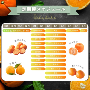 【全12回】 柑橘 定期便 石本果樹園 店主おすすめの柑橘セットを毎月お届け！ / みかん フルーツ 定期便 みかん フルーツ 定期便 みかん フルーツ 定期便 みかん フルーツ 定期便 みかん フル