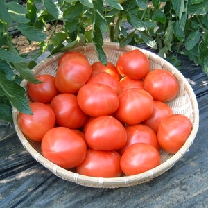 デリシャスファームのトマト(麗月)3キロ箱