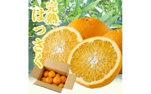 タカじいの 完熟 さつき はっさく家庭用 10kg (M～2Lサイズ) / 八朔 訳あり 和歌山 有田 柑橘 ※4月上旬〜4月下旬に順次発送【krs022-c-10】