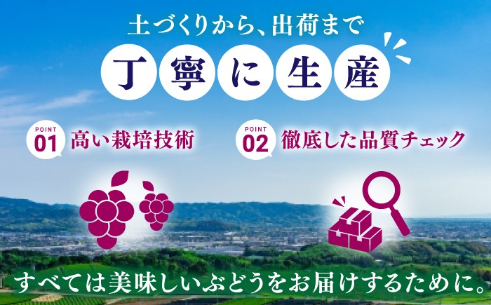 ピオーネ 種無し ぶどう ブドウ 葡萄 果物