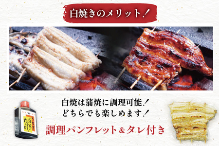 ブランド鰻【でしこ】 うなぎ 国産 静岡 雌うなぎ 炭火 白焼 大 約150g 2串 計300g [ヤママツ村田商店 静岡県 吉田町 22424589-a]