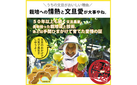 【先行予約】【訳あり】土佐文旦 B級品 (約5〜7個入り) 約3kg 高知県土佐市 【株式会社SHIRAKI】 [BQAI014]