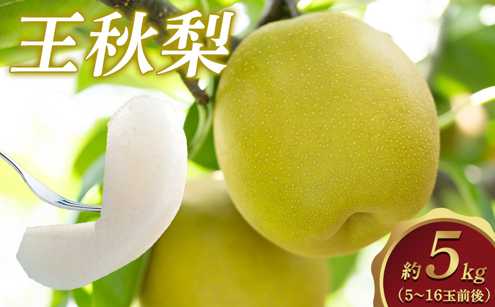 297.【先行予約】王秋梨　5kg前後（5～16玉前後）≪果物 フルーツ くだもの≫　※2026年10月下旬～12月上旬頃に順次発送予定 313726_AN067