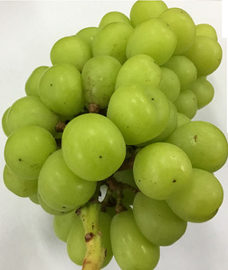 【訳あり】シャインマスカット晴王1房【2024年9月中旬～10月下旬発送予定】（いばら愛菜館）