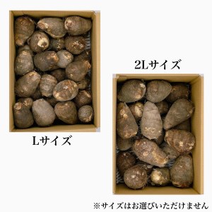 【先行予約】 愛媛オリジナルブランド里芋 「 伊予美人 」秀品　L~2Lサイズ　約4㎏（JA周桑）　2024年10月中旬～2025年3月上旬発送