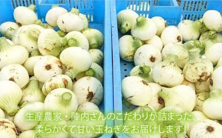 【農家直送！】玉葱農家のこだわり 新玉ねぎ 約5kg 新たまねぎ 新玉葱 タマネギ【玉葱農家 陣内ちひろ】 [IAO009]