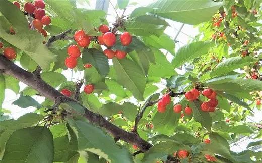 さくらんぼ（紅秀峰）１ｋｇ（５００ｇ×２パック）桐箱入　手詰め　0056-2612