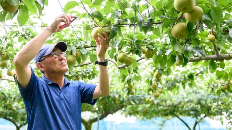 【2025年8月中旬発送開始】 茨城県産 梨 「 幸水 」 約 3kg 6玉 ～ 9玉 【茨城県共通返礼品／常陸太田市】 桧山果樹園 [DU001sa]