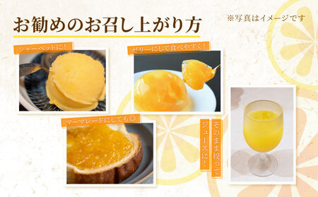 【 先行予約 】 訳あり 河内晩柑 10kg 送料無料 わけあり ワケアリ 不揃い 愛媛 愛南町産 愛南ゴールド 和製 グレープフルーツ みかん 蜜柑 柑橘 柑橘類 フルーツ 果物 くだもの 食品 食