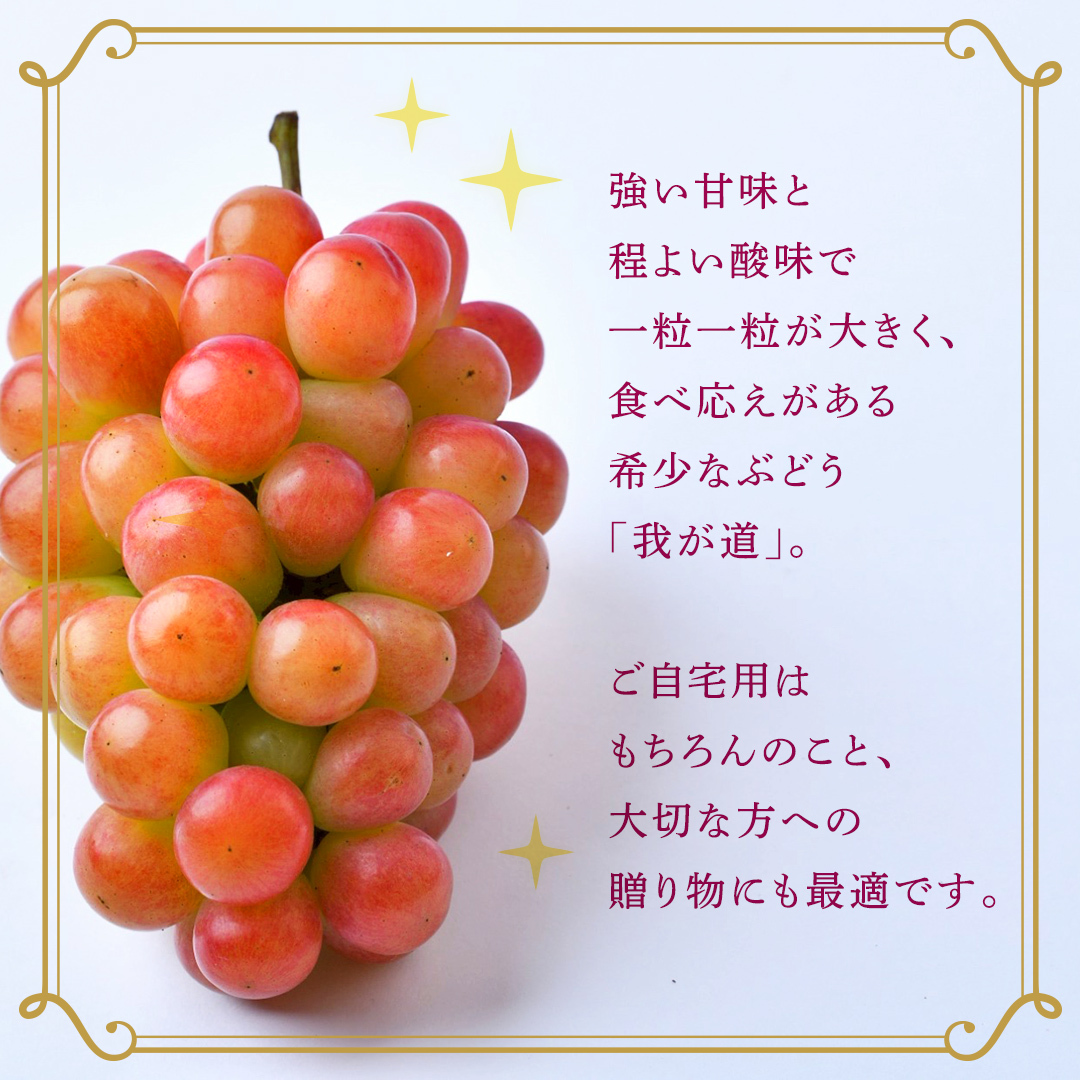 我が道 約1.3kg （約2房）【2026年8月より発送開始】（茨城県共通返礼品 [ぶどう]：結城市産） ぶどう ブドウ 葡萄 我が道 黒ぶどう 皮ごと 高級 国産 ふるさと納税 [FC19-NT]_